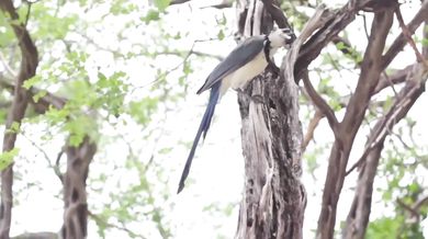 Prince - 1999 (1982)