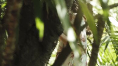 Pink Floyd - Comfortably Numb (1975)