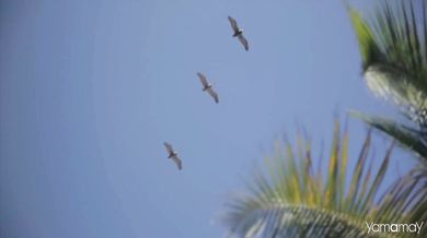 The Rolling Stones - Ruby Tuesday (1967)