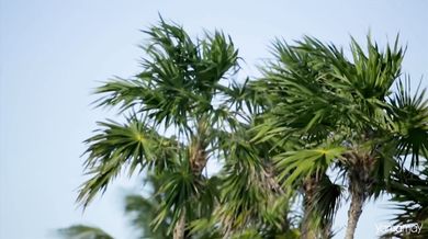 Patti Smith Group - Dancing Barefoot (1979)
