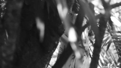 The Platters - The Great Pretender (1955)