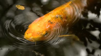 Radiohead - Fake Plastic Trees (1995)