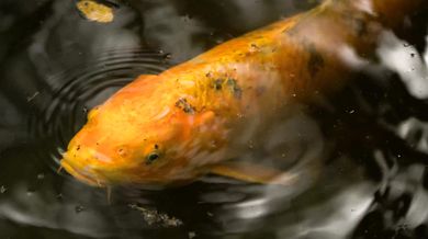 Radiohead - Fake Plastic Trees (1995)