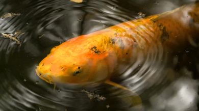 Radiohead - Fake Plastic Trees (1995)