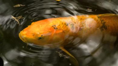 Radiohead - Fake Plastic Trees (1995)