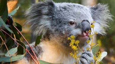 Koala eating video