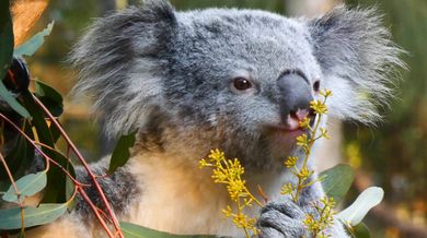 Koala eating video