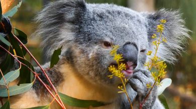 Koala eating video
