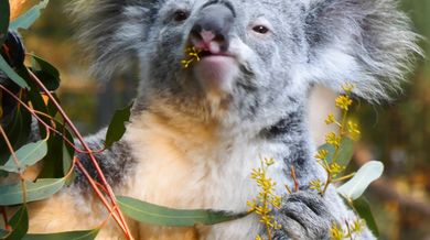 Koala eating video