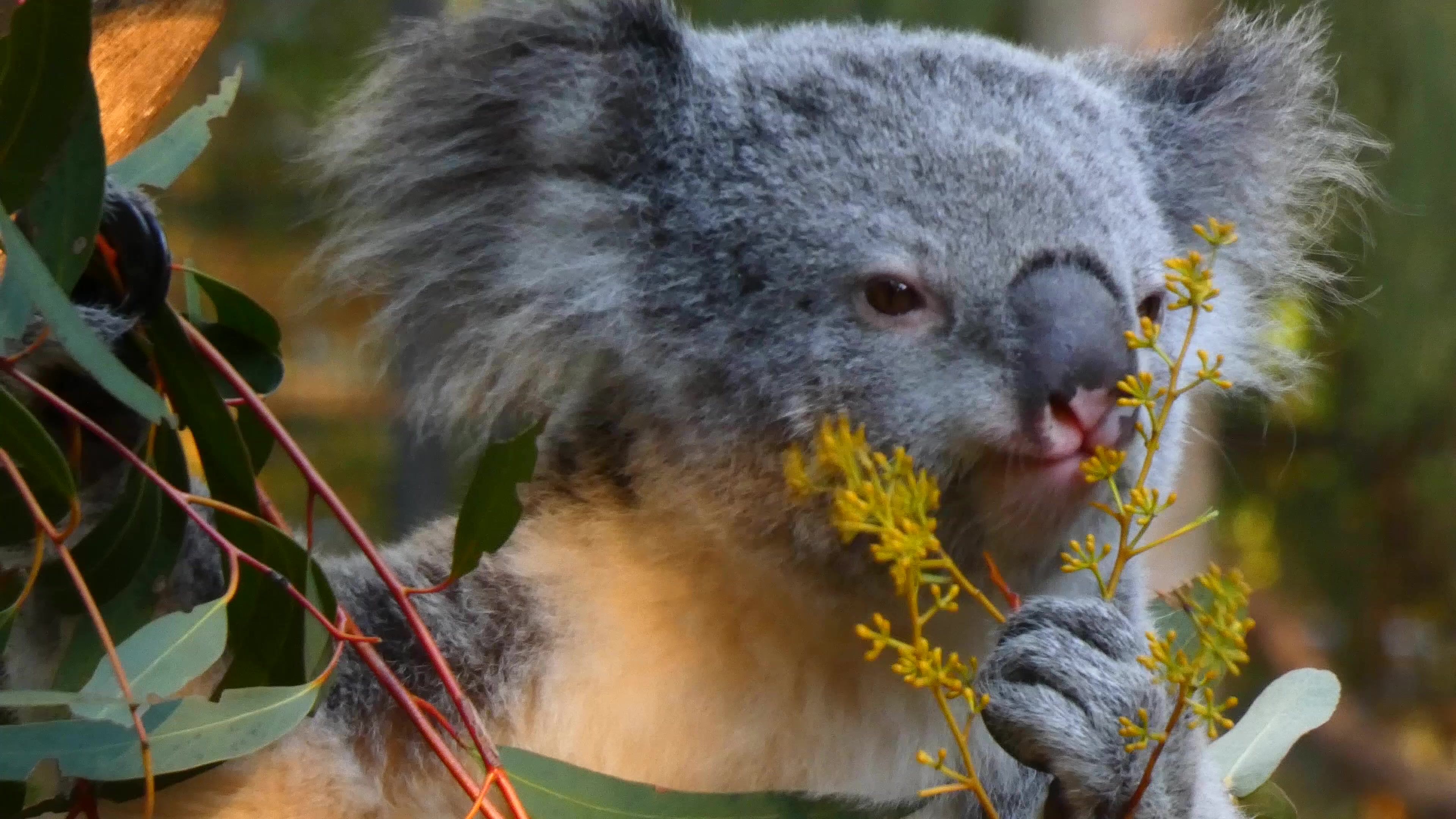 Koala eating video